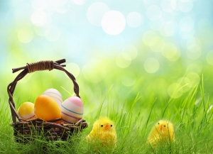 Yellow Easter chicks and basket of Easter eggs in a field